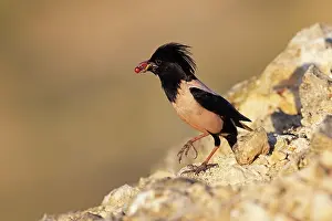 Romania: Roseate starling (Pastor roseus), adult bird with