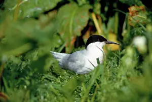 Hans D Dossenbach: Roseate Tern