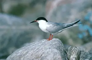 Roseate: Roseate Tern
