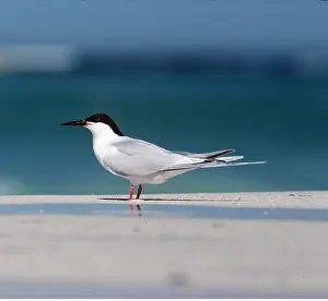 Tern: ROSEATE TERN ON BEACH