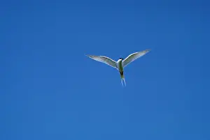 Hans D Dossenbach: ROSEATE TERN - IN FLIGHT