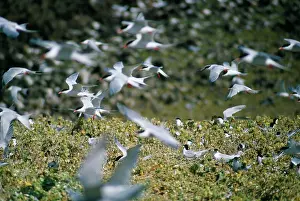 George Hilton Brown: Roseate Terns - in flight over colony