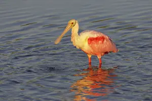 Roseatte: Roseatte / Roseate SPOONBILL - feeding at first light