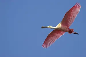 Roseatte: Roseatte / Roseate SPOONBILL - in flight