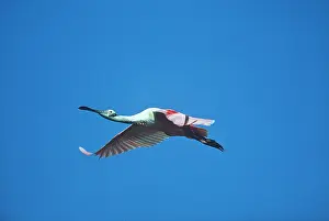Spoonbills: Roseatte / Roseate SPOONBILL - in flight