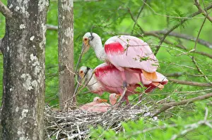 Roseatte: Roseatte / Roseate SPOONBILL - At nest