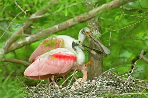 Roseatte: Roseatte / Roseate SPOONBILL - At nest with young