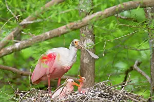 Roseatte: Roseatte / Roseate SPOONBILL - At nest with young