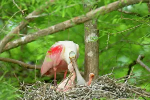 Regurgitating: Roseatte / Roseate SPOONBILL - At nest with young