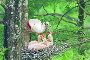 Ajaia: Roseatte / Roseate SPOONBILL - At nest with young