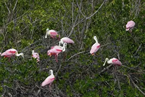 Roseatte: Roseatte / Roseate SPOONBILL - In trees, high tide roost
