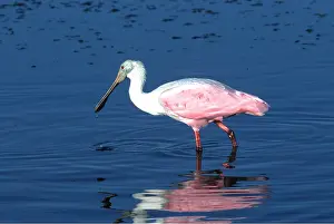 Spoonbills: Roseatte / Roseate SPOONBILL - wading