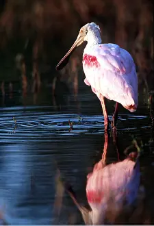 Spoonbills: Roseatte / Roseate SPOONBILL - wading through water