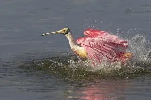 Roseatte: Roseatte / Roseate SPOONBILL - washing