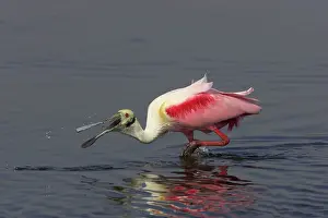 Ajaia: Roseatte Spoonbill - feeding