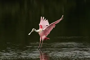 Ding: Roseatte Spoonbill landing in mangrove lagoon -