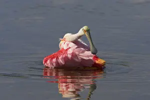 Ding: Roseatte Spoonbill - washing - Ding Darling