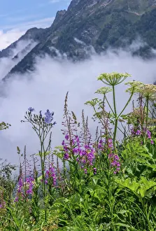 Bob Gibbons: Rosebay Willow-herb and Hairless Blue sowthistl