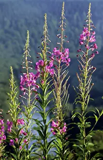 Chamerion: Rosebay Willowherb
