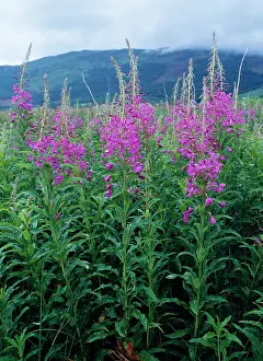 Willowherb: ROSEBAY WILLOWHERB