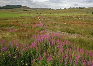 Chamerion: Rosebay Willowherb