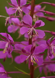 Chamerion: Rosebay willowherb