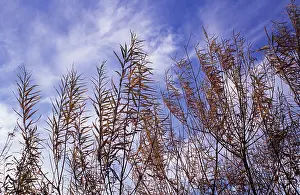 Epilobium: Rosebay willowherb
