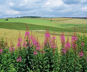 Willowherb: Rosebay Willowherb