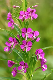 Epilobium: Rosebay Willowherb
