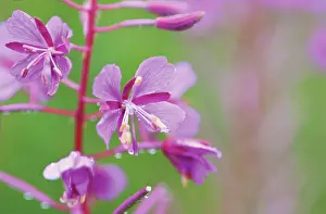 Chamerion: Rosebay Willowherb