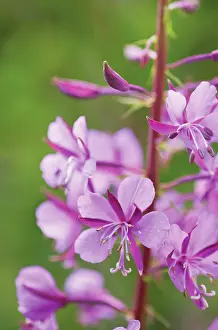 Chamerion: Rosebay Willowherb