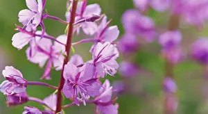 Chamerion: Rosebay Willowherb