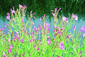 Epilobium: Rosebay willowherb, Chamaenerion Angustifolium, Side view of