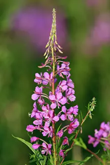 Epilobium: Rosebay Willowherb - flowering plant