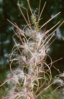 Epilobium: Rosebay Willowherb - seeds