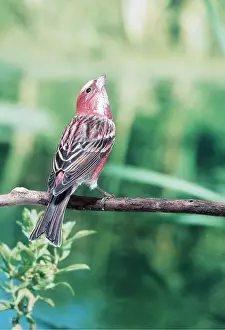 Rosefinches: ROSEFINCH - ON BRANCH