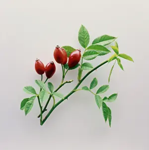 Canina: Rosehip