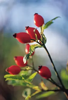 Canina: Rosehip