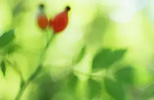Canina: Rosehip