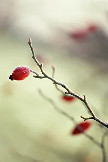 Canina: Rosehip