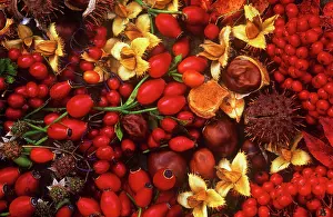 Blackberries: Rosehip