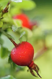 Rosehip: Rosehip