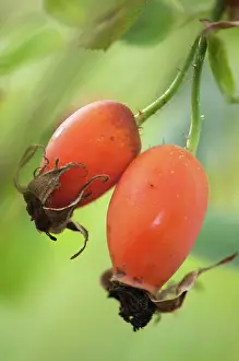 Rosehip: Rosehip