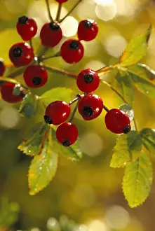 Canina: Rosehip