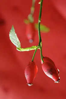 Canina: Rosehip