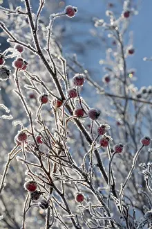 Canina: Rosehip