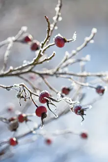 Canina: Rosehip