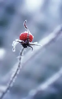 Maturing: Rosehip