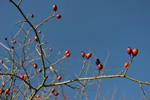 Silky: Rosehip