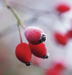 Canina: Rosehip